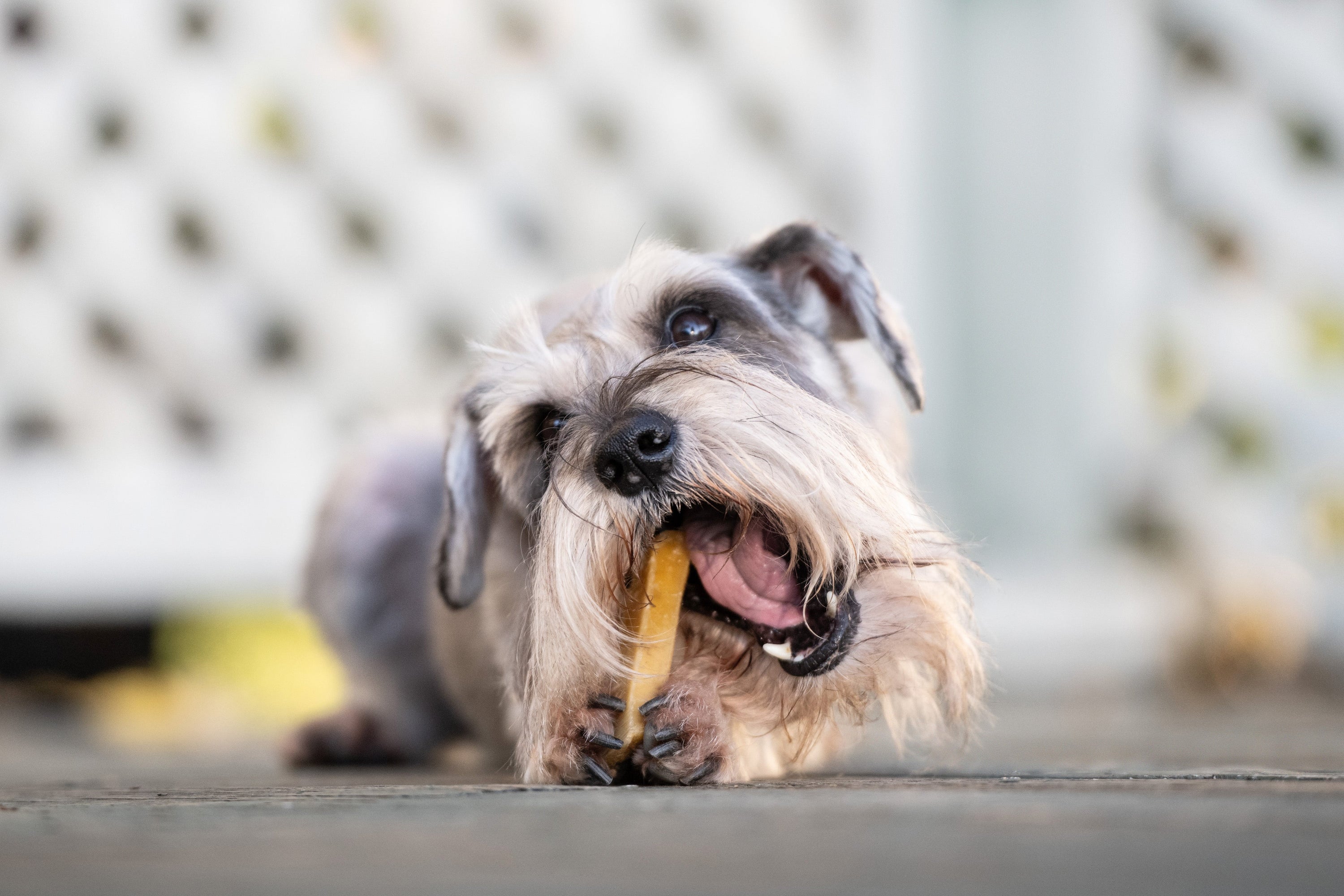 Dog enjoying a yak cheese chew treat