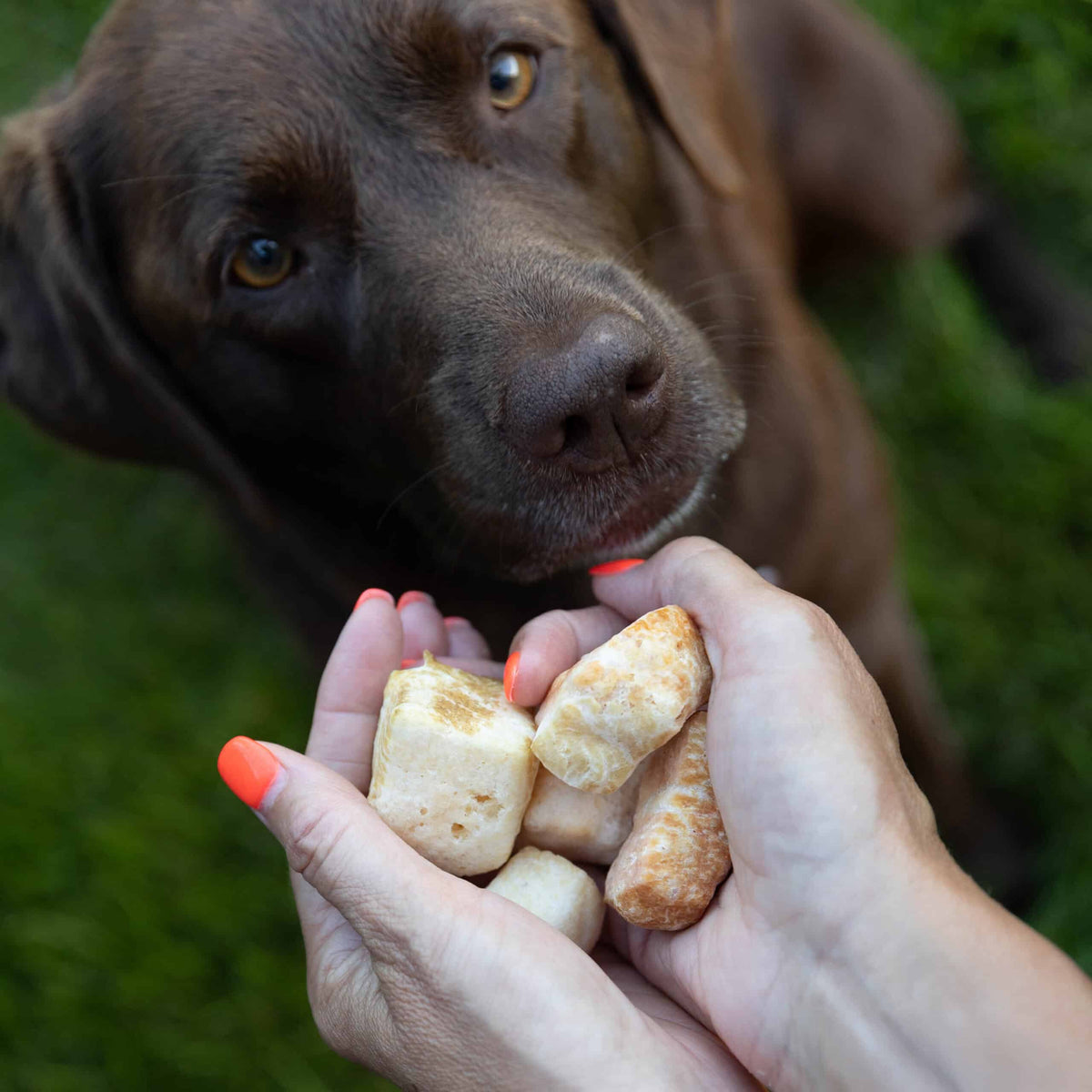 Brown dog looking at hand holding Yakety Yaks Puffs natural yak cheese treats outdoors